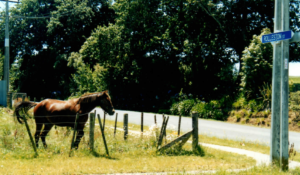 History in Road Signs : Rolleston Street, in Kihikihi. William Rolleston was Native Minister during the early 1880s.